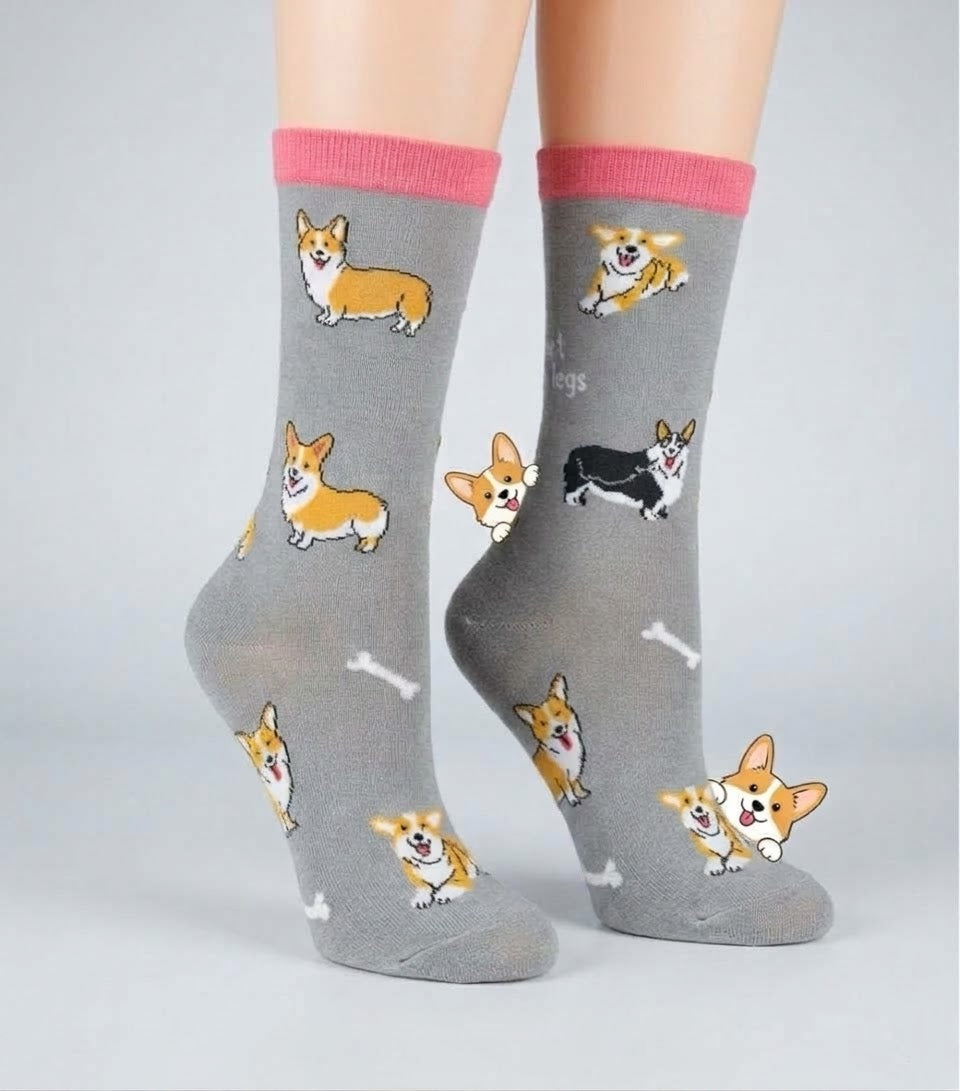 Corgi perro
